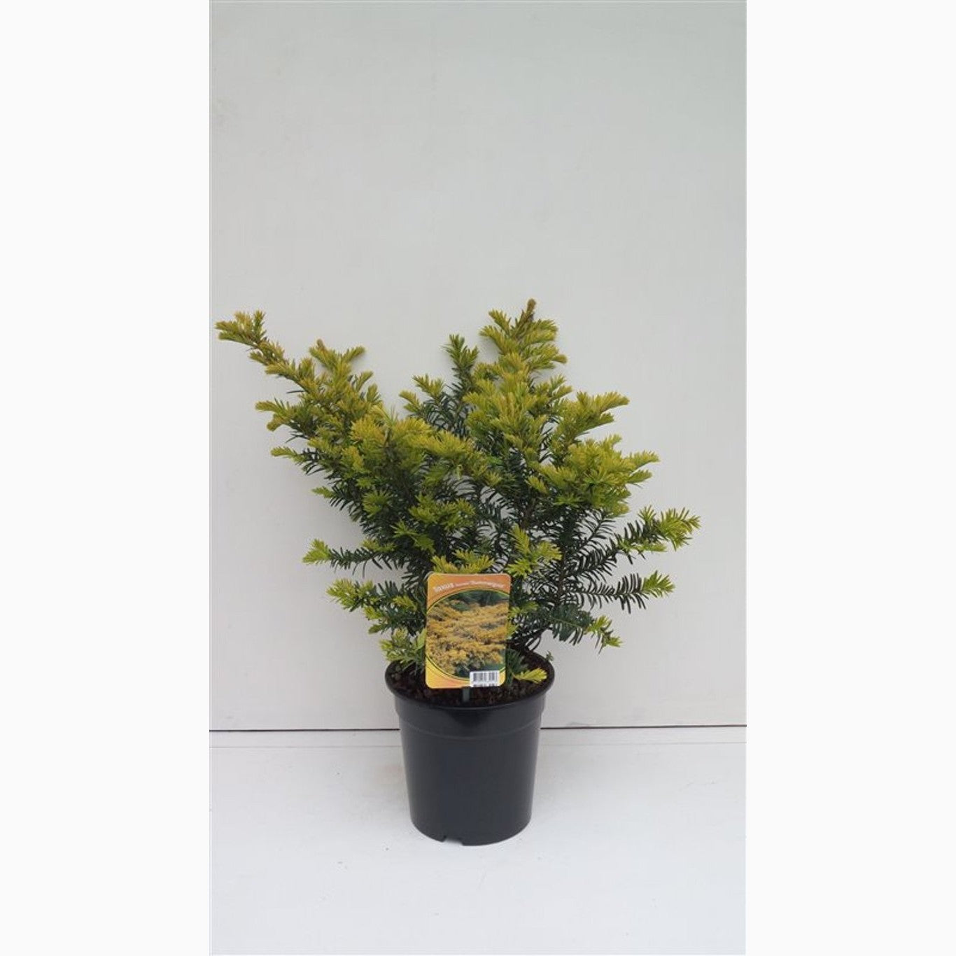 Idegran – Taxus baccata 'Summergold' - C3 30-40 CM